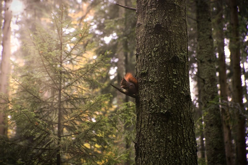 Mindful Nature Walks